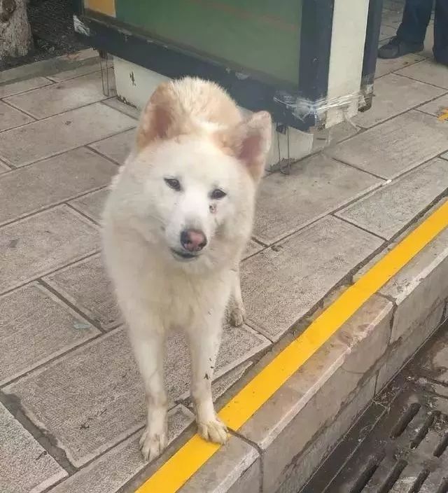 狗狗總在公車站徘徊，知道真相後女孩心疼不已 寵物 第3張