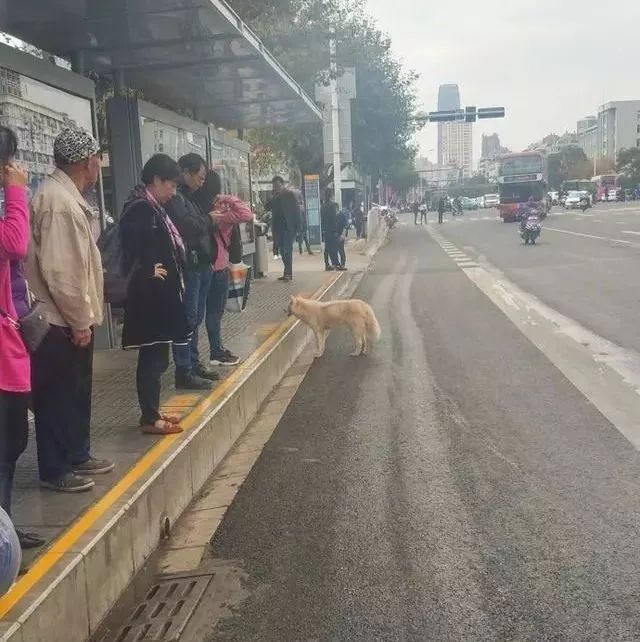 狗狗總在公車站徘徊，知道真相後女孩心疼不已 寵物 第1張