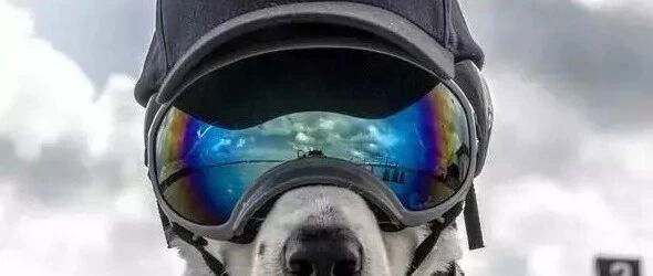 这是什么神仙狗子？又美又飒，全能汪666！~