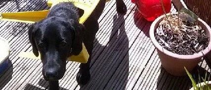 哈哈！沙雕狗子欢乐多！今日份的开心果来喽~