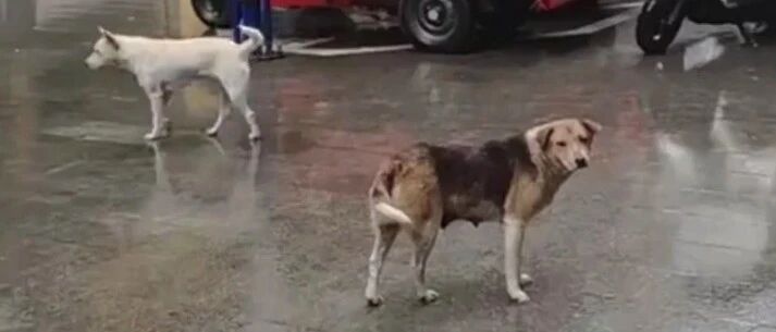 流浪狗撞残老人，好心投喂者赔4万，冤不？~