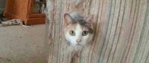 没想到吧？小猫咪的“坏心眼”多着呢！~