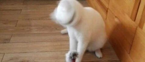 晕晕晕晕晕晕晕晕…毛孩子疯狂甩头的背后…