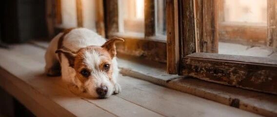 细思恐极！主人不在家时，狗狗竟然…