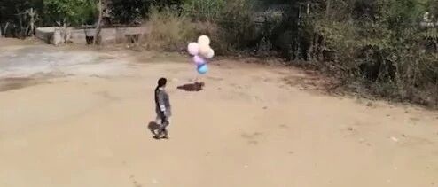 印度一网红将狗狗绑气球上升空，被指控并逮捕…