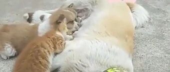 暖心！被遗弃的小猫咪把狗狗当成妈妈，动物之间的真情太有爱了！~