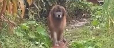 金毛到农村后变成“金毛狮王”，网友：没事儿！洗洗还能要~