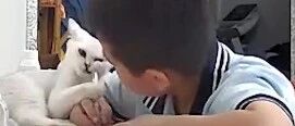 合肥一猫咪老“打扰”萌娃写作业，萌娃的反应亮了！网友：有猫的童年就是暖~