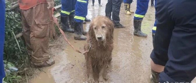 在灾难时参与救援，从废墟中发现生命，致敬搜救犬！~