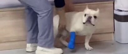 认命吧！狗子！~