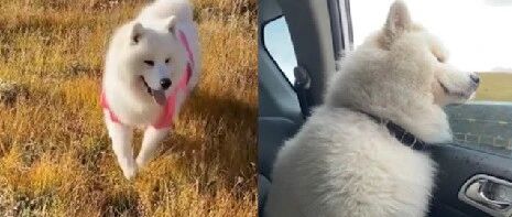 旅游归来狗狗困得坐着打瞌睡，节后综合征明显…