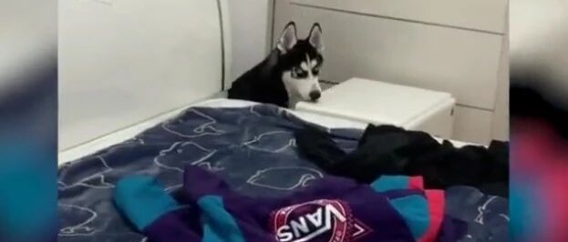 二哈拆家把床垫咬烂了，77岁奶奶被气进医院…