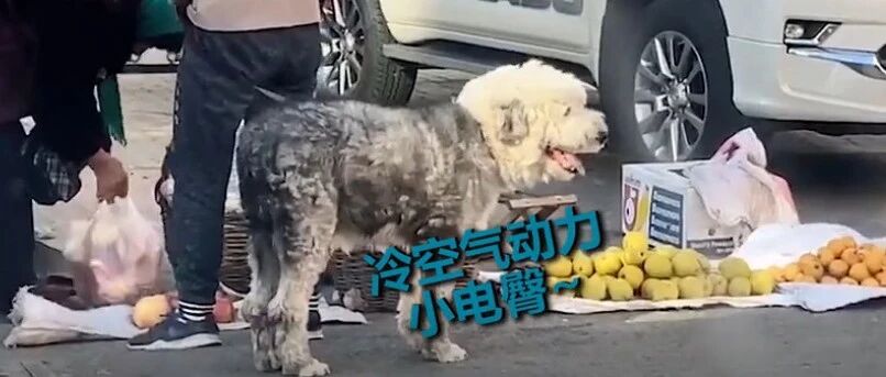 东北街头狗狗瑟瑟发抖，“冻成狗”名场面来了…