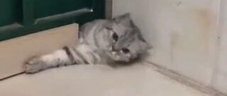 亲眼目睹猫咪钻过门缝，国外一铲屎官都懵了，网友：传说中的“缩骨功”重现江湖…
