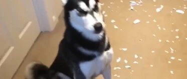 “养狗一定不要养哈士奇！”