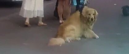 金毛馋烤羊腿趴街上不走，老板：给了它两片