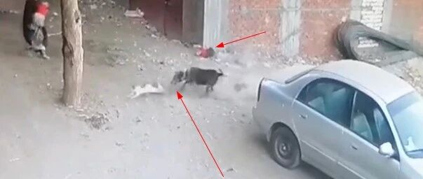 小男孩被狗扑咬，危急时刻，一只猫冲了上去…