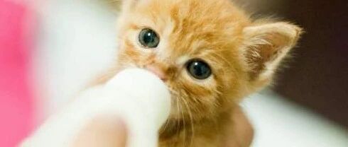 猫妈妈去世，女主人用奶瓶将几只小奶猫喂大…