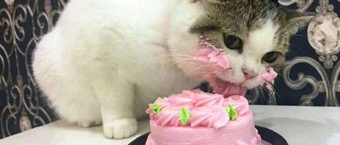 震惊！喵大人吃东西吃到“形象尽毁”，简直了…