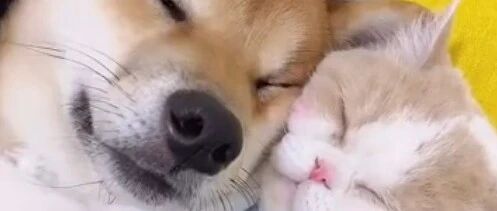 杭州一猫咪紧抱着狗狗撒娇，画风甜宠至极！~