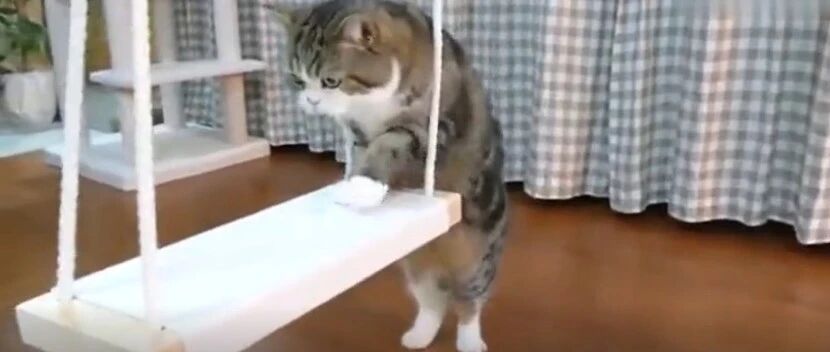 猫咪自学荡秋千，全程不屈不挠，很励志！~