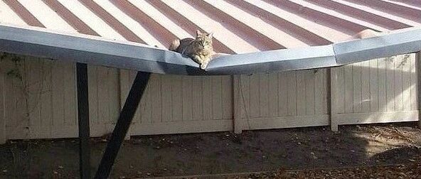 “喵，你对自己的体重没点B数吗？”