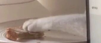 猫咪偷拿铲屎官吃剩下的三明治，果断又霸气!