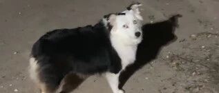 真“口头蝉”！边牧含蝉，就像含住了一个夏天