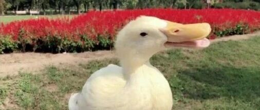 吉吉已经不在这个世界上了！宠物鸭被人抓走宰杀…