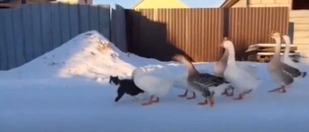 大鹅见猫就撸，螳螂遇狗打拳…这个世界太魔性…