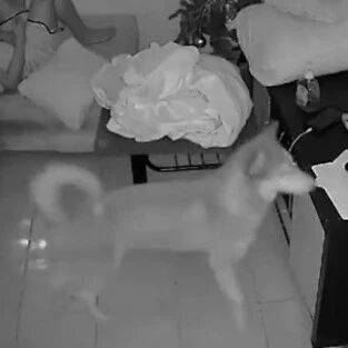 菲律宾两只狗狗竟然“吃”了小主人的家庭作业…