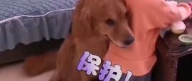 小主人被训哭，萌宠金毛霸气回护！画面好暖~
