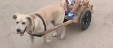 666！狗狗和大鹅变身“车夫”载小主人兜风…