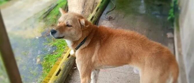 独居老人差点不行，爱犬吠叫搬来救兵！