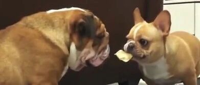 法斗叼着零食向英斗炫耀，表情太狗太欠揍