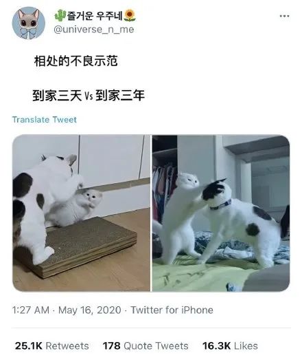 铲屎官不小心踩了小猫咪一脚,喵疼得直伸后腿,然后立刻咬腿报复回去…-微信头条网 铲屎官不小心踩了小猫咪一脚,喵疼得直伸后腿,然后立刻咬腿报复回去…