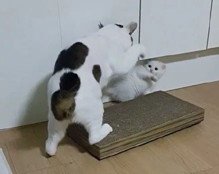 铲屎官不小心踩了小猫咪一脚,喵疼得直伸后腿,然后立刻咬腿报复回去…-微信头条网 铲屎官不小心踩了小猫咪一脚,喵疼得直伸后腿,然后立刻咬腿报复回去…