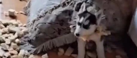 瘸腿二哈痊愈后“现原形”拆家，网友：你赚了…