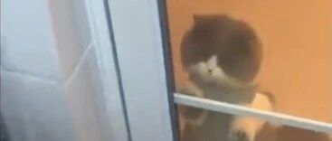 太馋了！深圳一猫咪为吃海鲜竟摇起了花手…