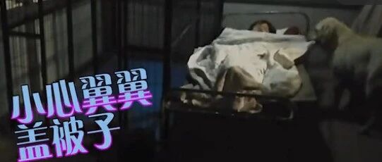 暖心！有时候别人不懂你，但你的萌宠却懂你…