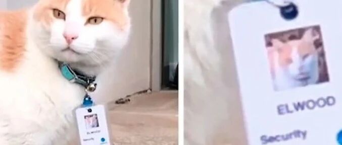 事业编萌猫驾到！澳大利亚一医院聘用猫做保安…