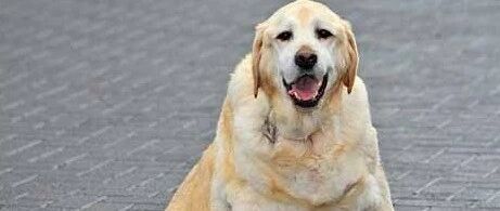 因狗狗被养得太肥胖，英国一铲屎官被罚款…