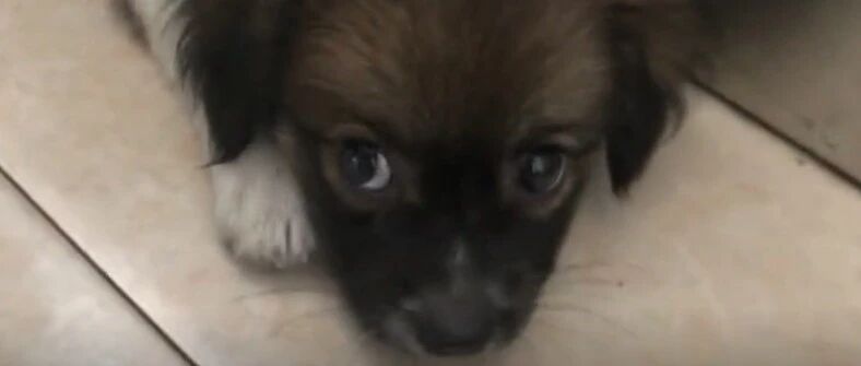 四川一小狗赖上蓝朋友并混上“编制”，网友：它真是个小机灵！