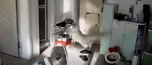 沈阳一小区煤气爆炸瞬间，宠物猫吓到飞起…
