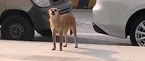 真记仇！狗子被绝育后气得到宠物医院“骂街”…