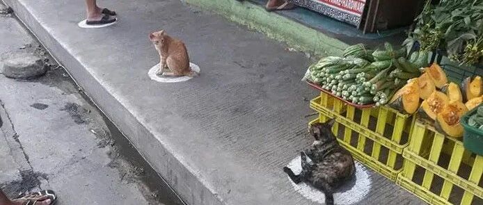 疫情期间，猫咪蹲圈！一喵一圈“隔离”精准…
