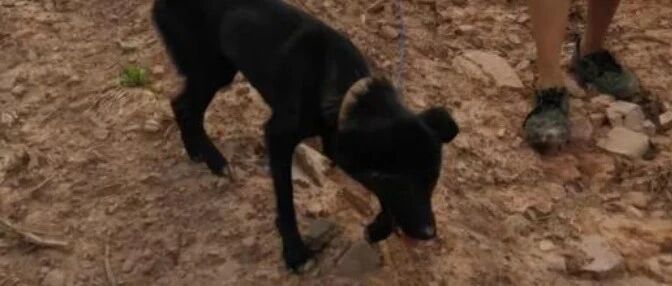 狗坚强！狗狗被埋37天奇迹生还，暴瘦40多斤…