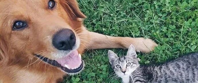 七夕节，汪星人喵星人也来秀恩爱啦！好甜啊~