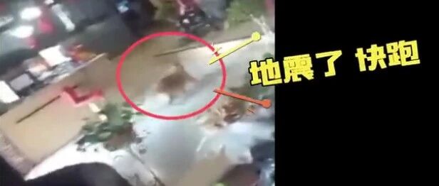 贵州赫章4.5级地震瞬间，狗狗转身跑回屋叫人…