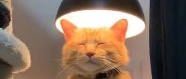 猫咪沉迷于“烫头”无法自拔，花式取暖好魔性！